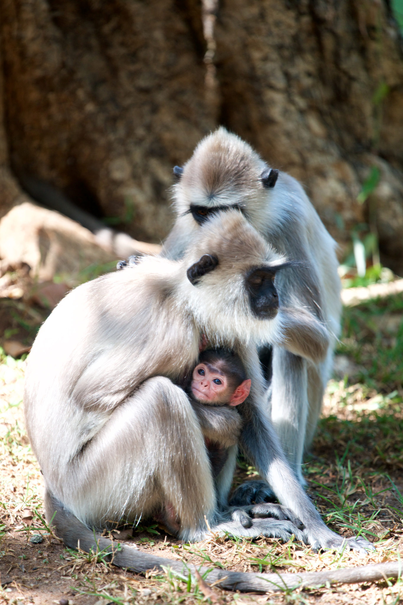 Gray Langur, mother sister and child - Sri Lanka
